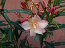 IMG_20160622_121517