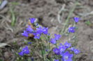 Campanula Samudra Blue
