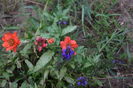 Geum si Salvia Blauhgel
