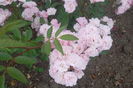 SAM_0803