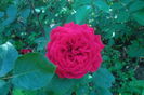 SAM_0783