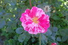SAM_0779