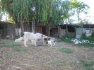 SAM_3371