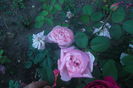 SAM_0713