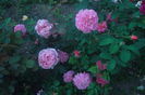 SAM_0712