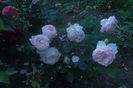 SAM_0711