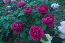 SAM_0710