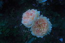 SAM_0709