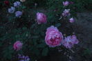 SAM_0707