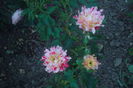 SAM_0704