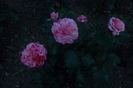 SAM_0703