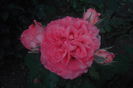 SAM_0701