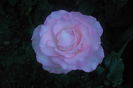 SAM_0693