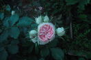 SAM_0692