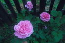 SAM_0689
