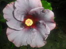 persephone