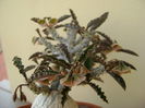 Euphorbia suzannae-marnierae