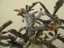 Euphorbia suzannae-marnierae