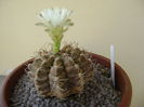 Gymnocalycium mihanovichii