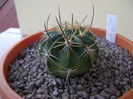 Lobivia ferox (Echinopsis)