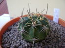 Lobivia ferox (Echinopsis)