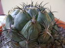 Coryphantha calipensis