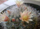 Mammillaria bocasana