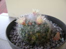 Mammillaria bocasana