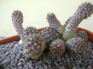 Copiapoa humilis