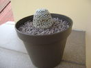 Mammillaria sanchez-mejoradae