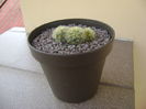 Mammillaria carmenae