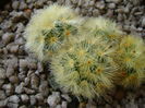 Mammillaria carmenae