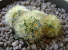 Mammillaria carmenae