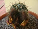 Lobivia jajoiana cv. anemone