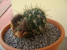 Lobivia jajoiana cv. anemone