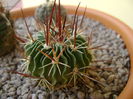 Echinofossulocactus multicostatus(Stenocactus multicostatus)