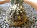 Gymnocalycium ragonesei