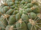 Gymnocalycium saglionis