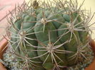 Gymnocalycium saglionis