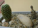 Mammillaria schiedeana ssp. giselae & Tephrocactus articulatus