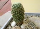Mammillaria schiedeana ssp. giselae