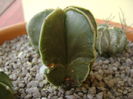 Astrophytum myriostigma nudum