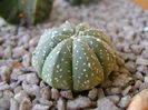 Astrophytum asterias hb