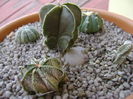 Grup de 5 Astrophytum