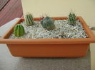 Grup de 6 cactusi
