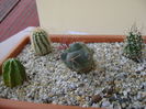 Grup de 6 cactusi