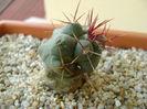 Thelocactus hexaedrophorus