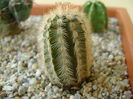 Echinocereus reichenbachii