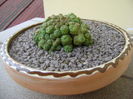 Mammillaria bocasana cv. Fred