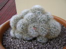 Mammillaria laui v. dasyacantha